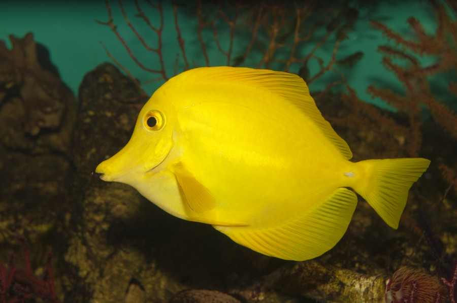 Yellow Hawaiian Tang (Zebrasoma flavescens) in Aquarium